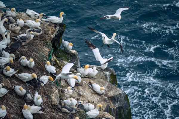 Pájaros en un acantilado de la península Langanes, Islandia