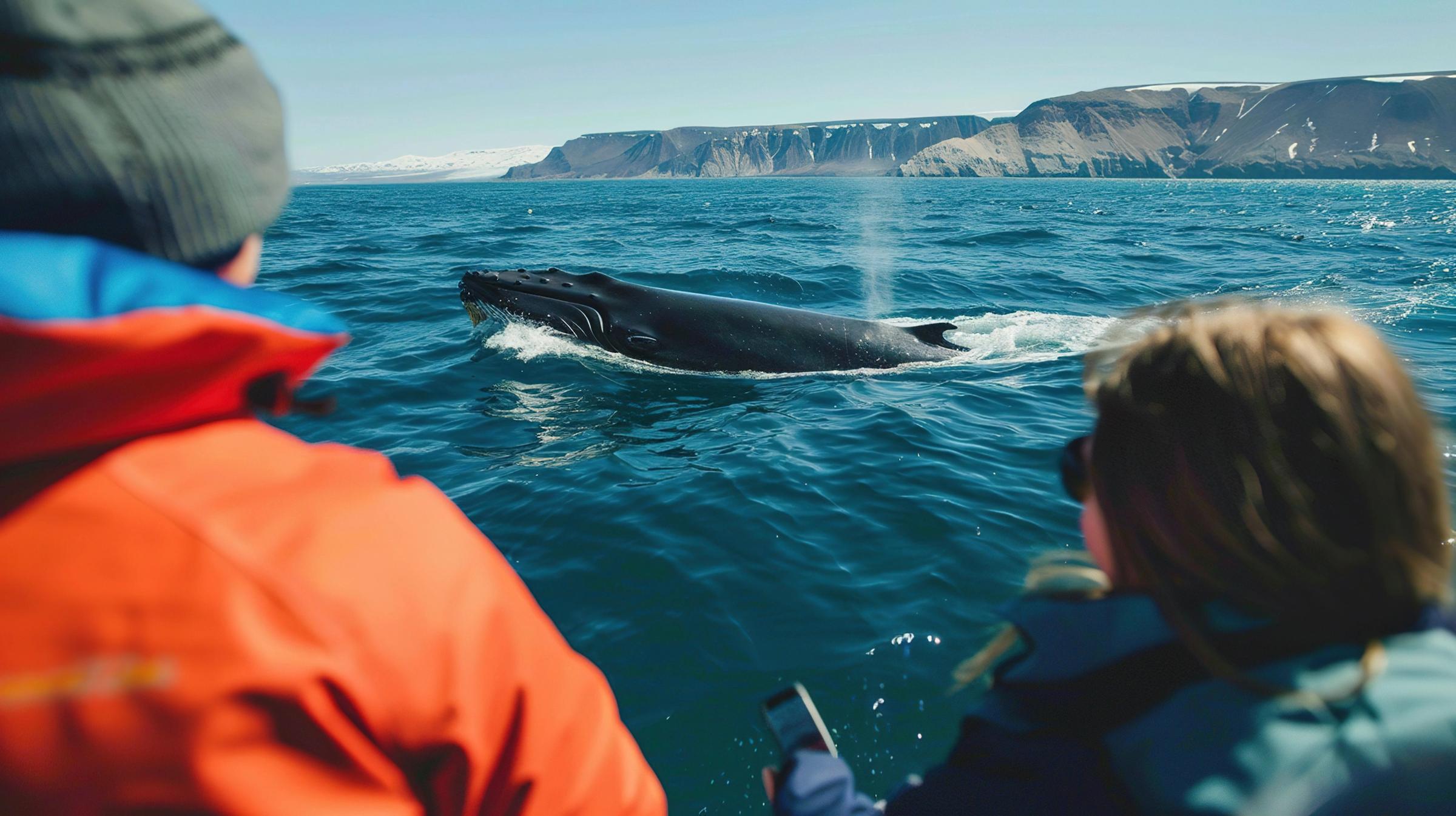 whale watching in iceland