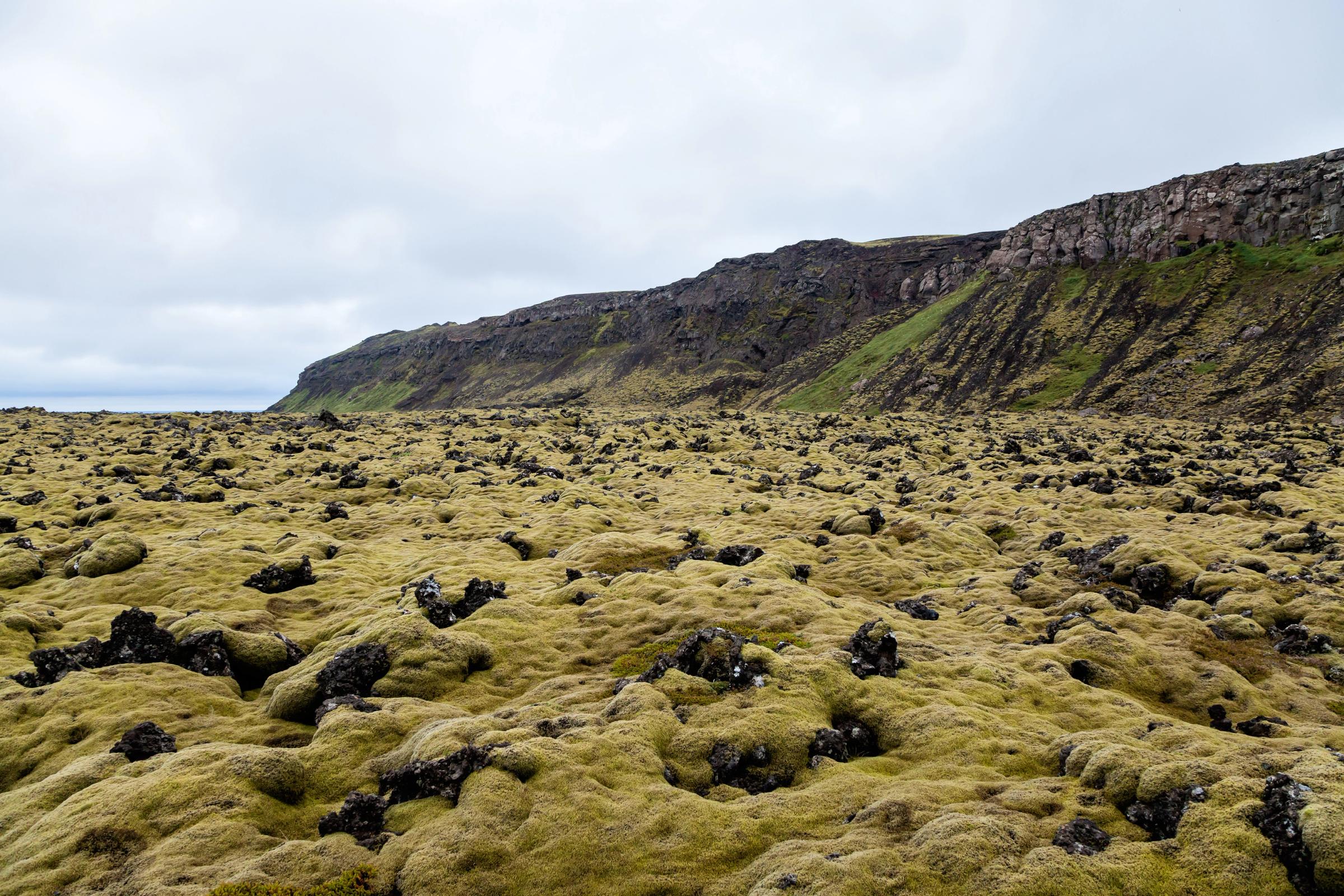 a field covered in moss and rocks with a mountain in the background .