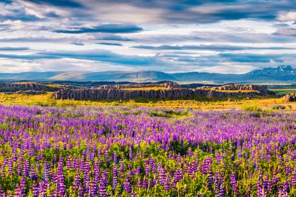Panorámica de un campo de flores moradas, un pequeño bosque, y montañas en el horizonte