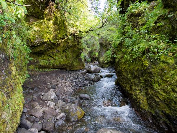 A stream flows through a lush, moss-covered rocky canyon.