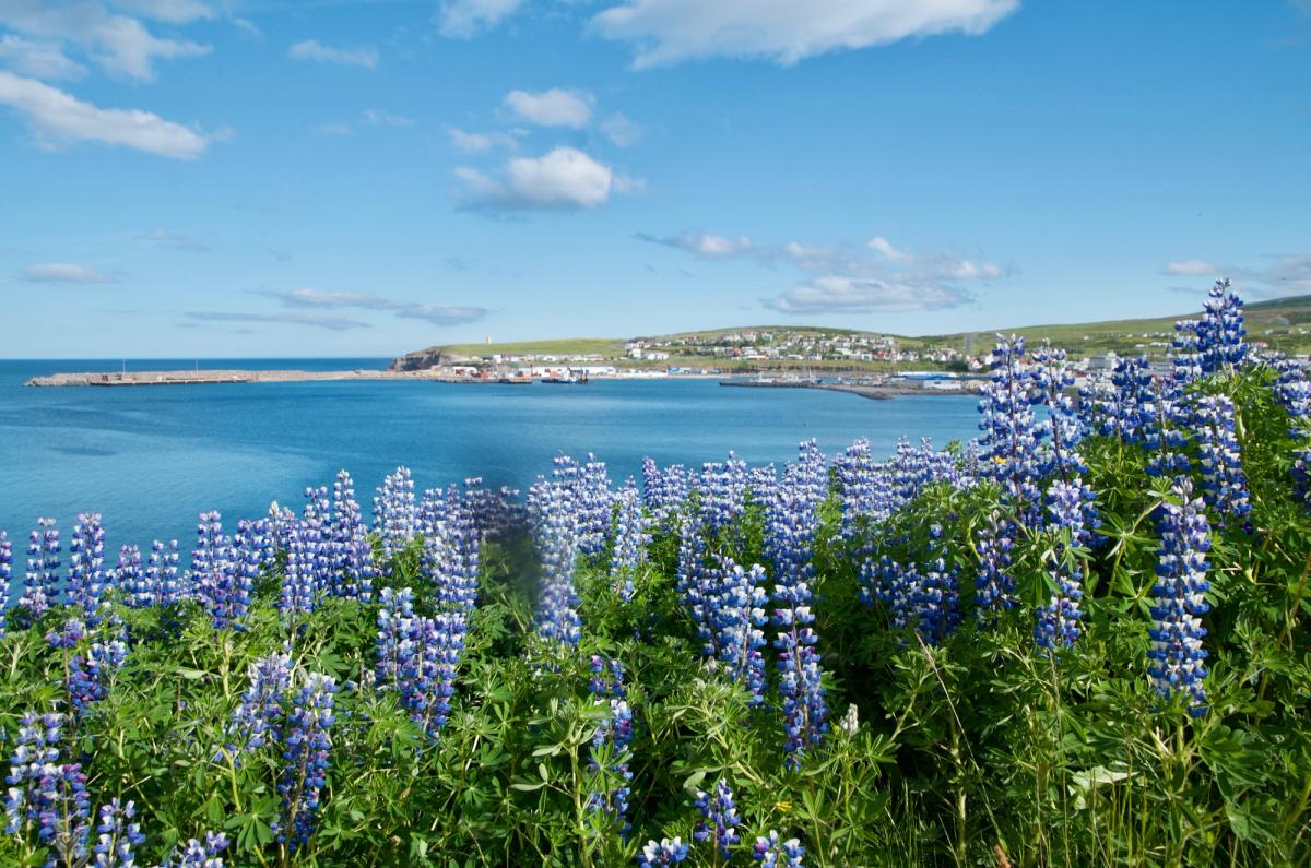 a field of purple flowers with a view of the ocean in the background.