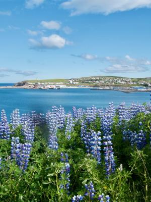 a field of purple flowers with a view of the ocean in the background.