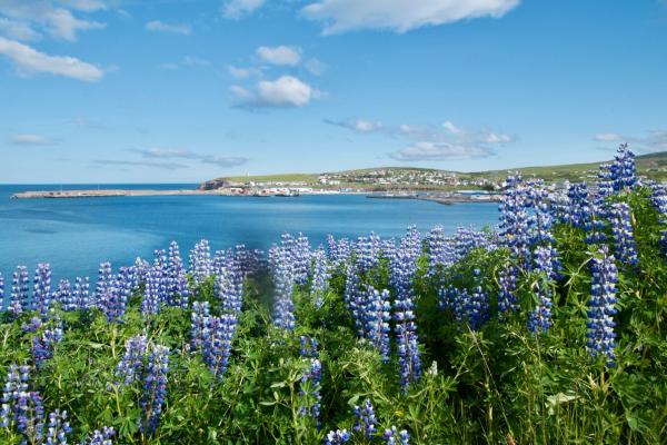 un campo de flores moradas con una vista del océano al fondo.