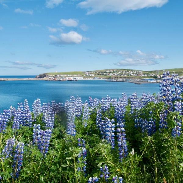 Blue lupine flowers bloom in the foreground with a harbor town across a bay under a blue sky.