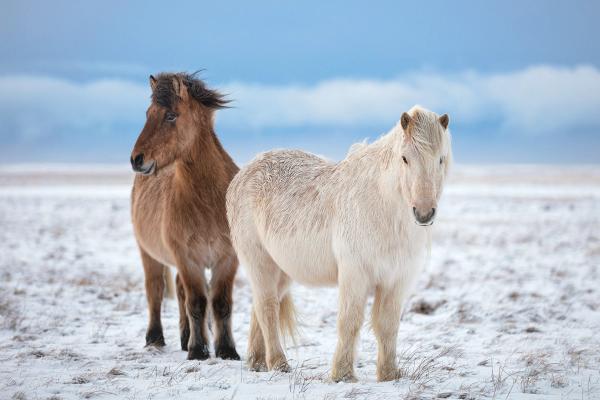 two horses are standing next to each other in a snowy field in iceland.