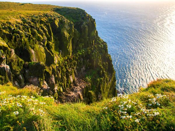 una vista de un acantilado con vista al océano con flores en primer plano.