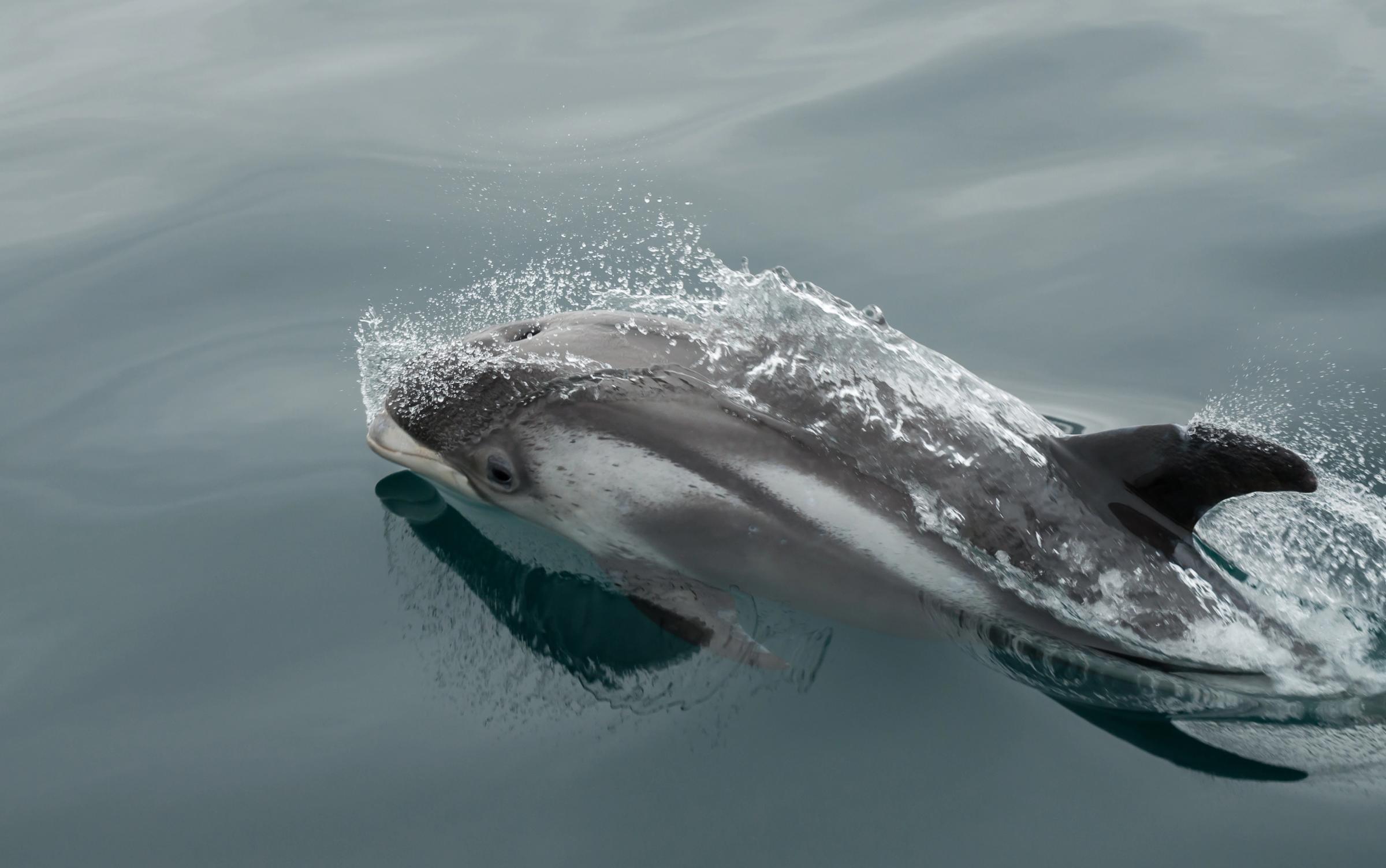 un delfines de hocico blanco nadando en aguas frías