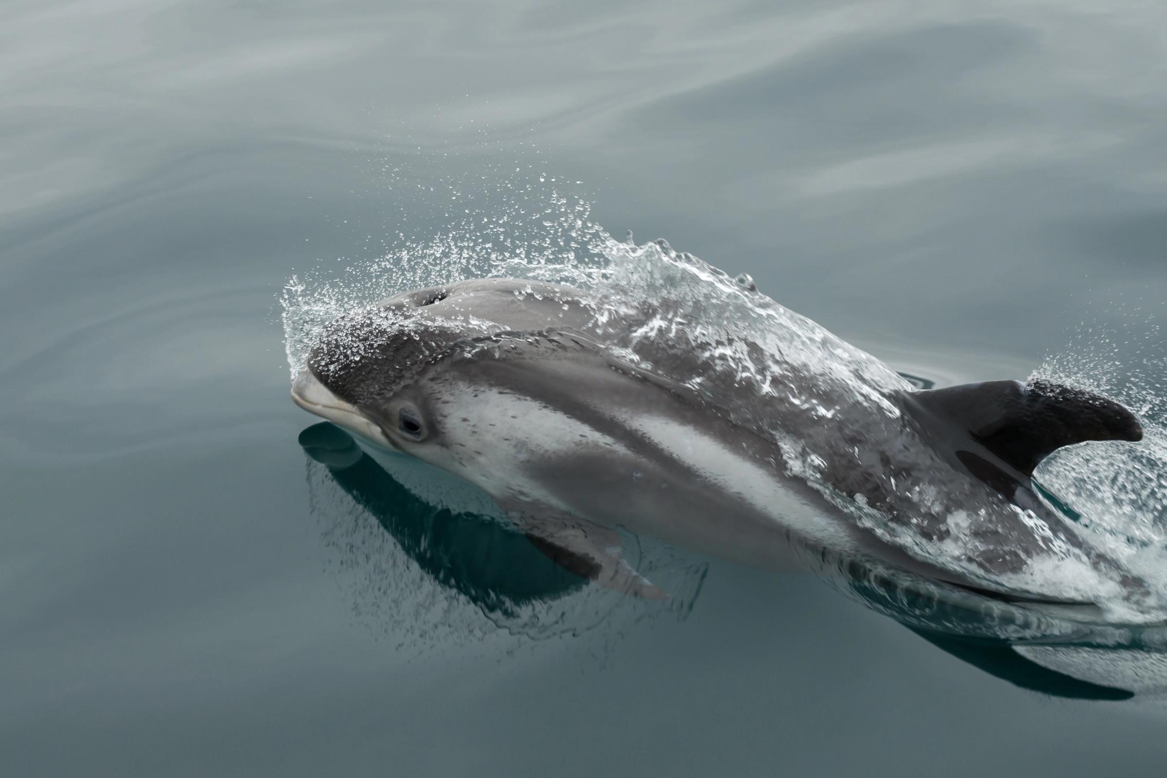 un delfines de hocico blanco nadando en aguas frías