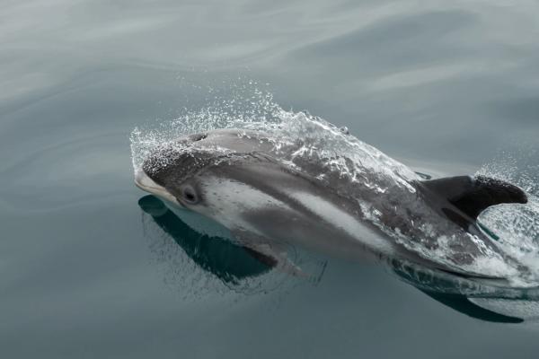 un delfines de hocico blanco nadando en aguas frías
