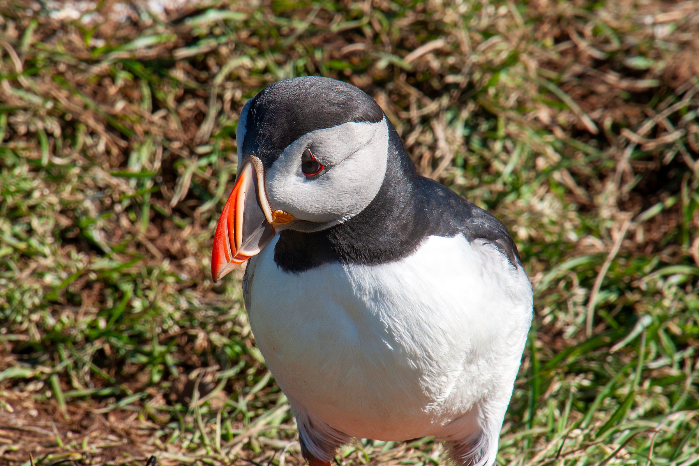 un pájaro blanco y negro con un pico rojo está parado en la hierba.