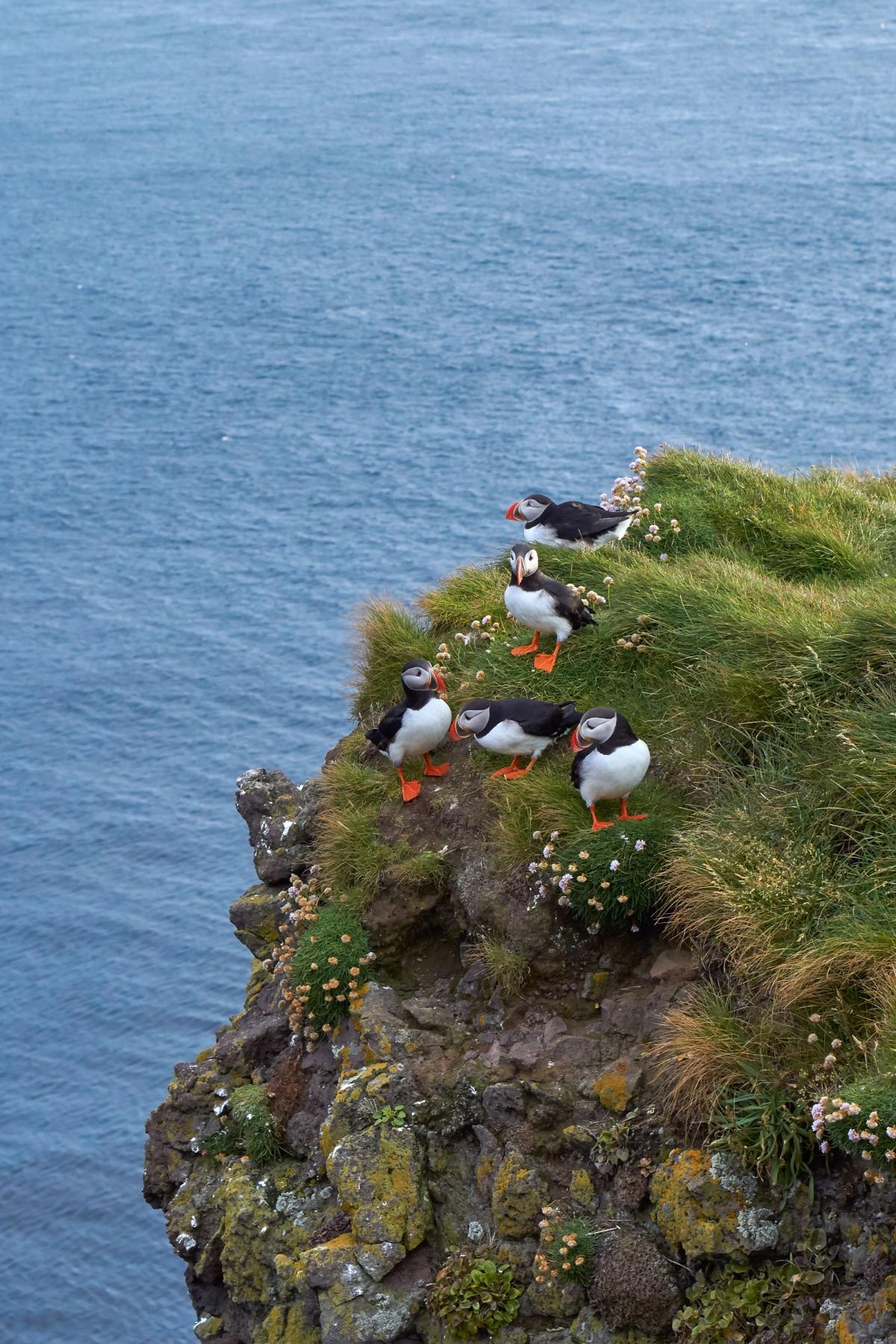Small group of puffins at Látrabjar cliffs
