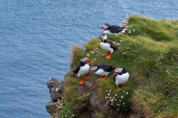 a group of puffins on a cliff