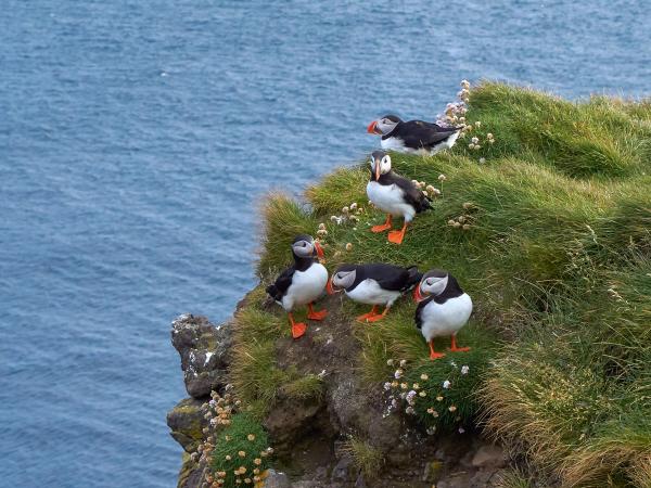 Small group of puffins at Látrabjar cliffs