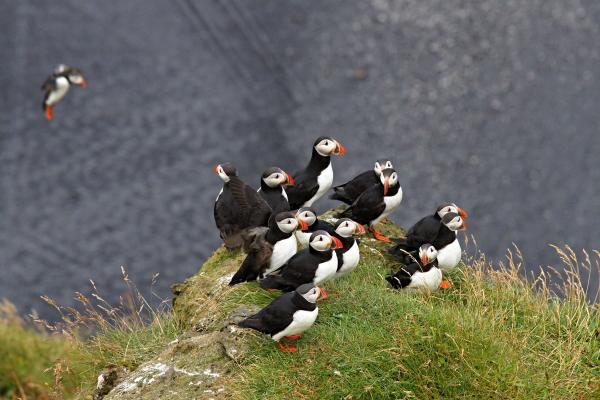 Group of puffins on a cliff with a black sand beach behind