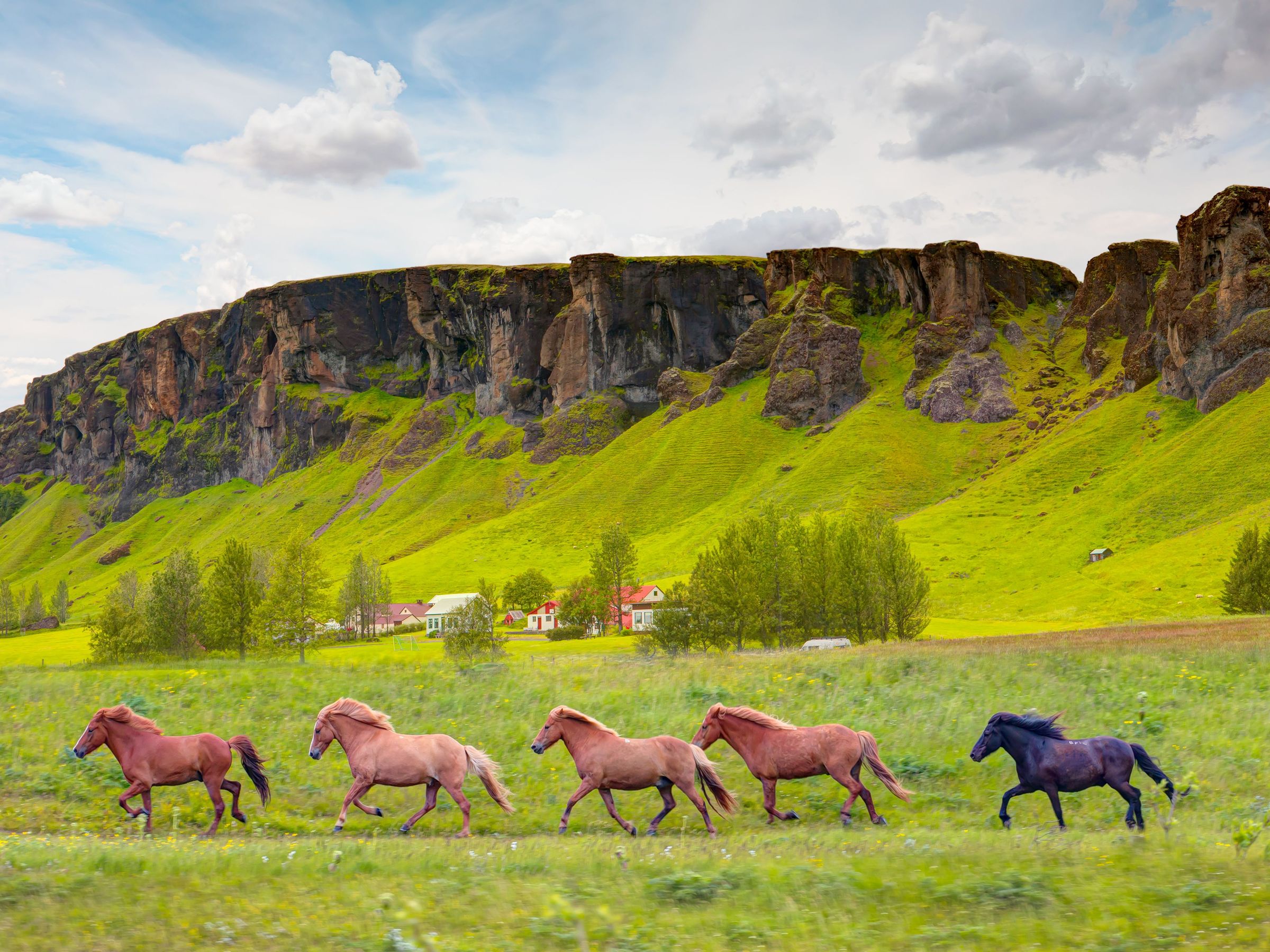 Icelandic horses running