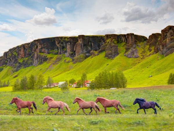 Icelandic horses running