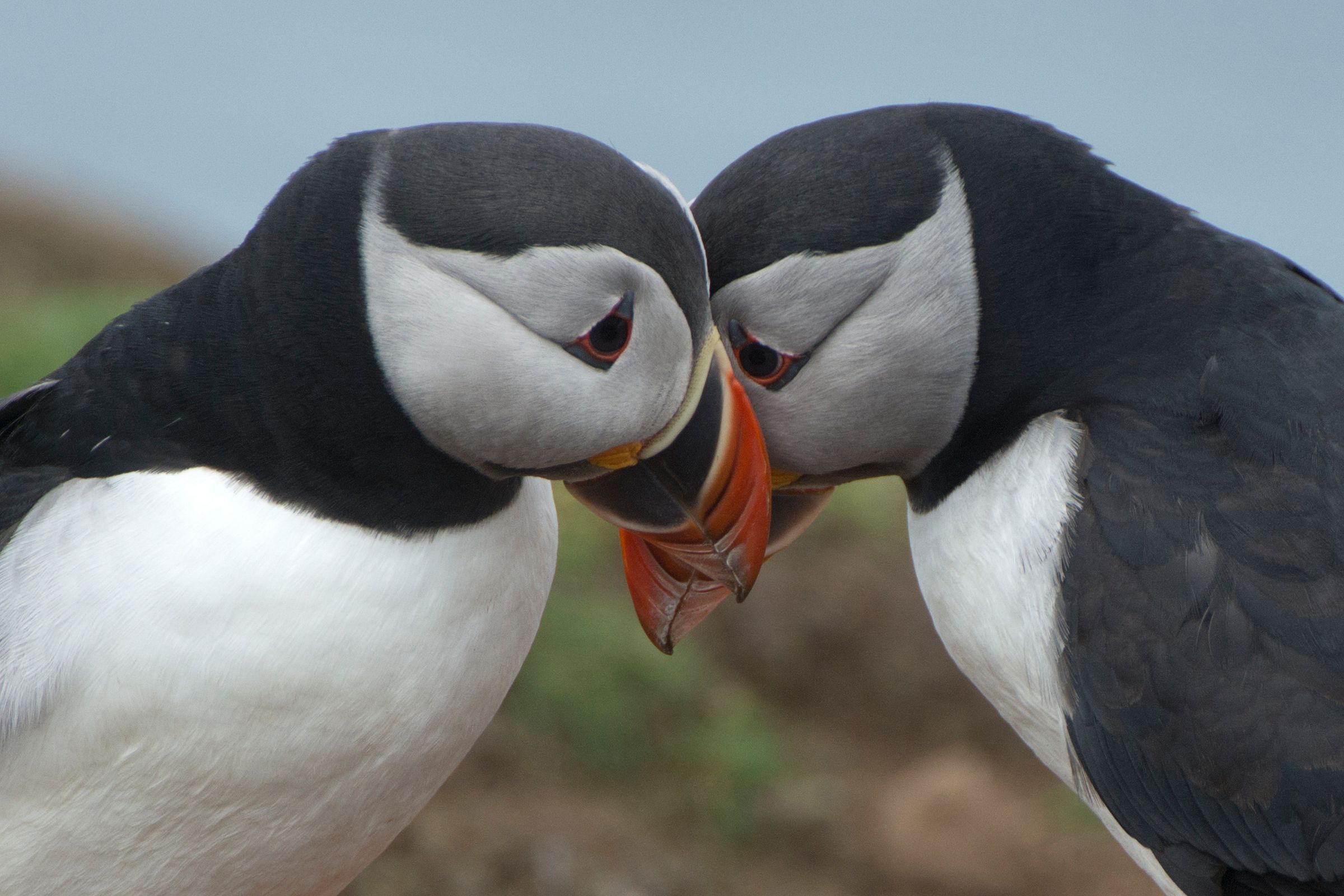 two puffins are kissing each other on the nose in iceland.