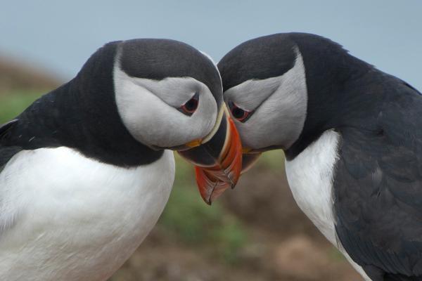 two puffins are kissing each other on the nose in iceland.
