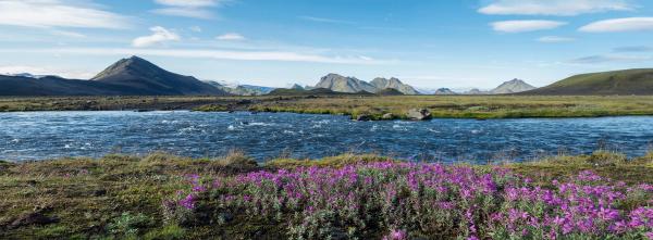 Icelandic landscape with wild pink flowers, blue glacier river, and green mountains, in area of Fjallabak Nature Reserve on Laugavegur trek, Iceland
