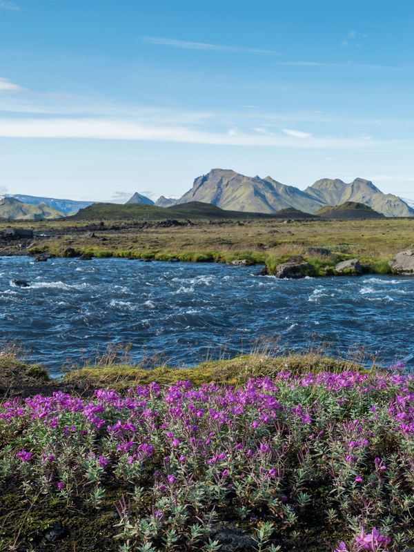 Paisaje islandés con un flores, un río y montañas de fondo