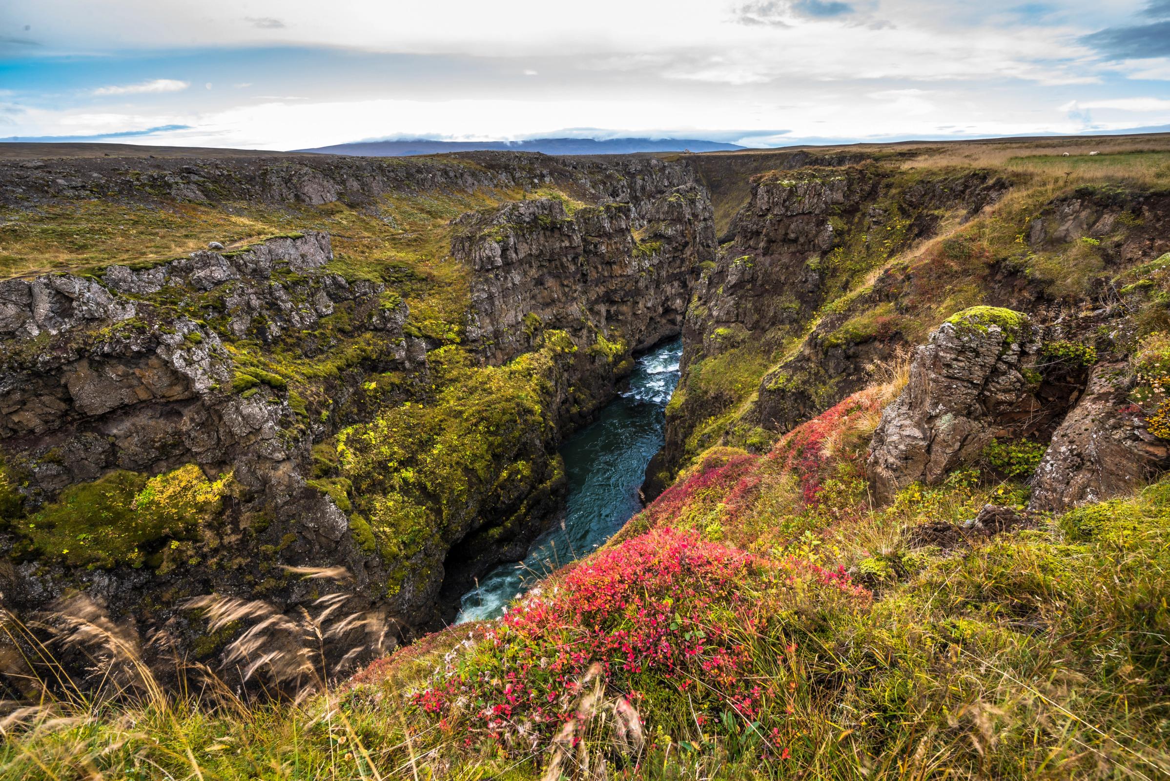 Un cañón profundo con un río que fluye a través de él, con paredes rocosas cubiertas de musgo y plantas rojas en primer plano.
