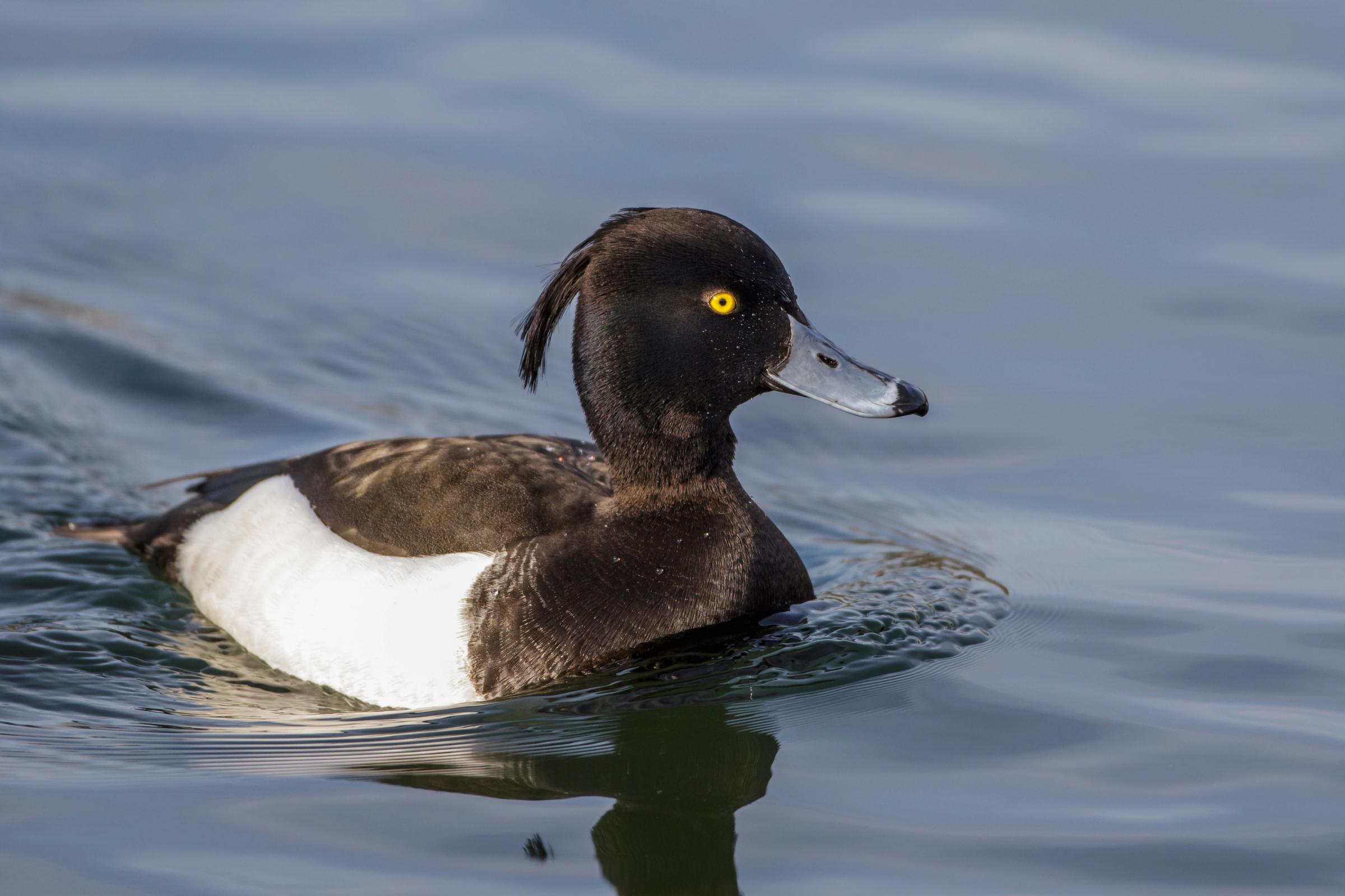 Un pato copetudo blanco y negro nadando en un lago