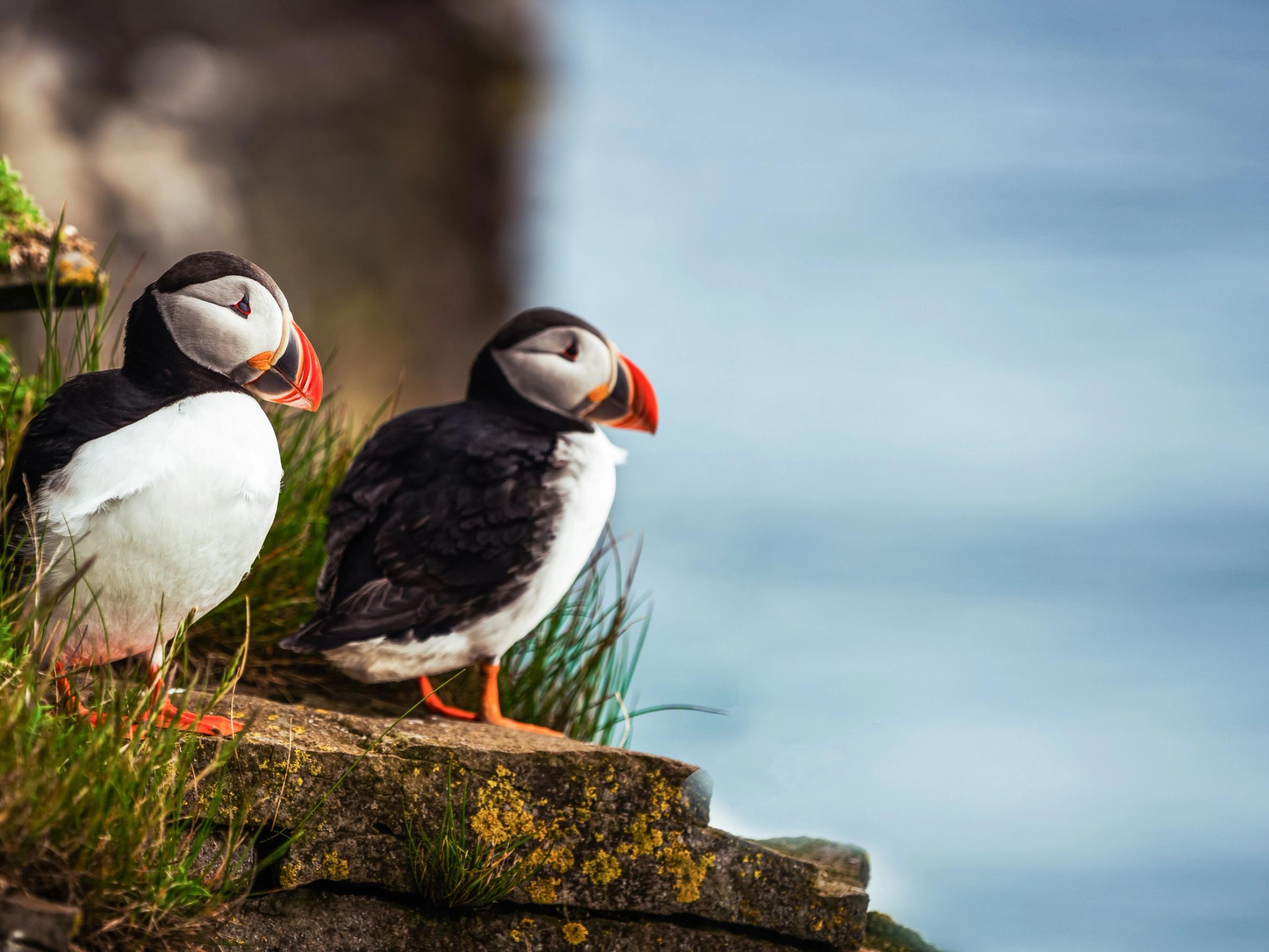 Puffins in iceland