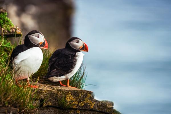 Dos frailecillos en Islandia
