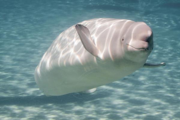 Beluga bajo el agua