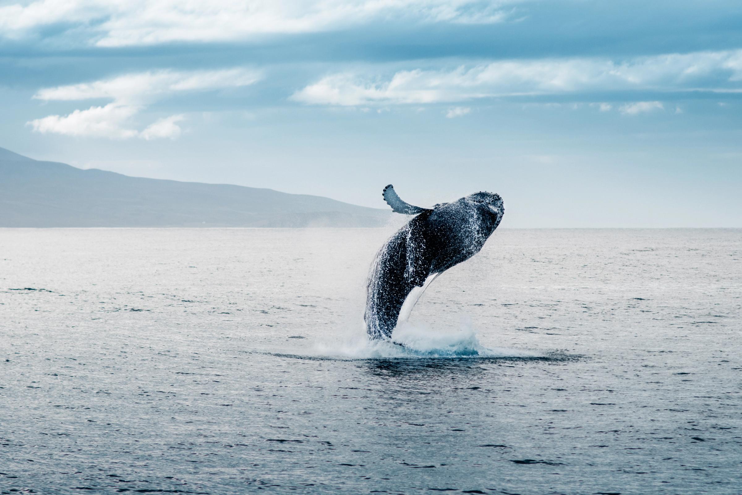 a humpback whale jumping out of he waters in Iceland