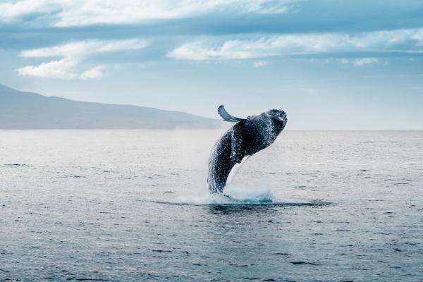 una ballena jorobada saltando fuera del agua