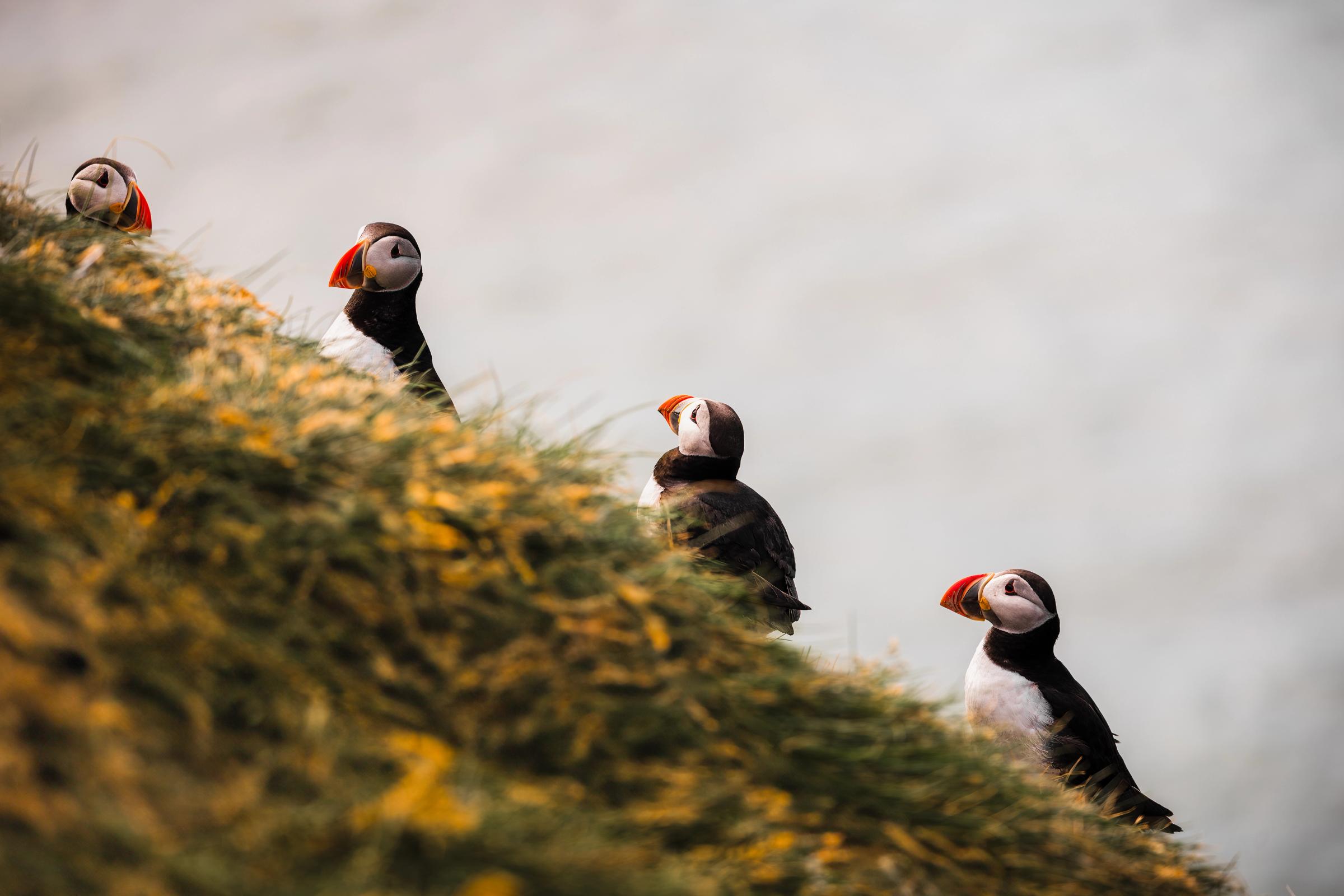 Four puffins on a grassy slope.