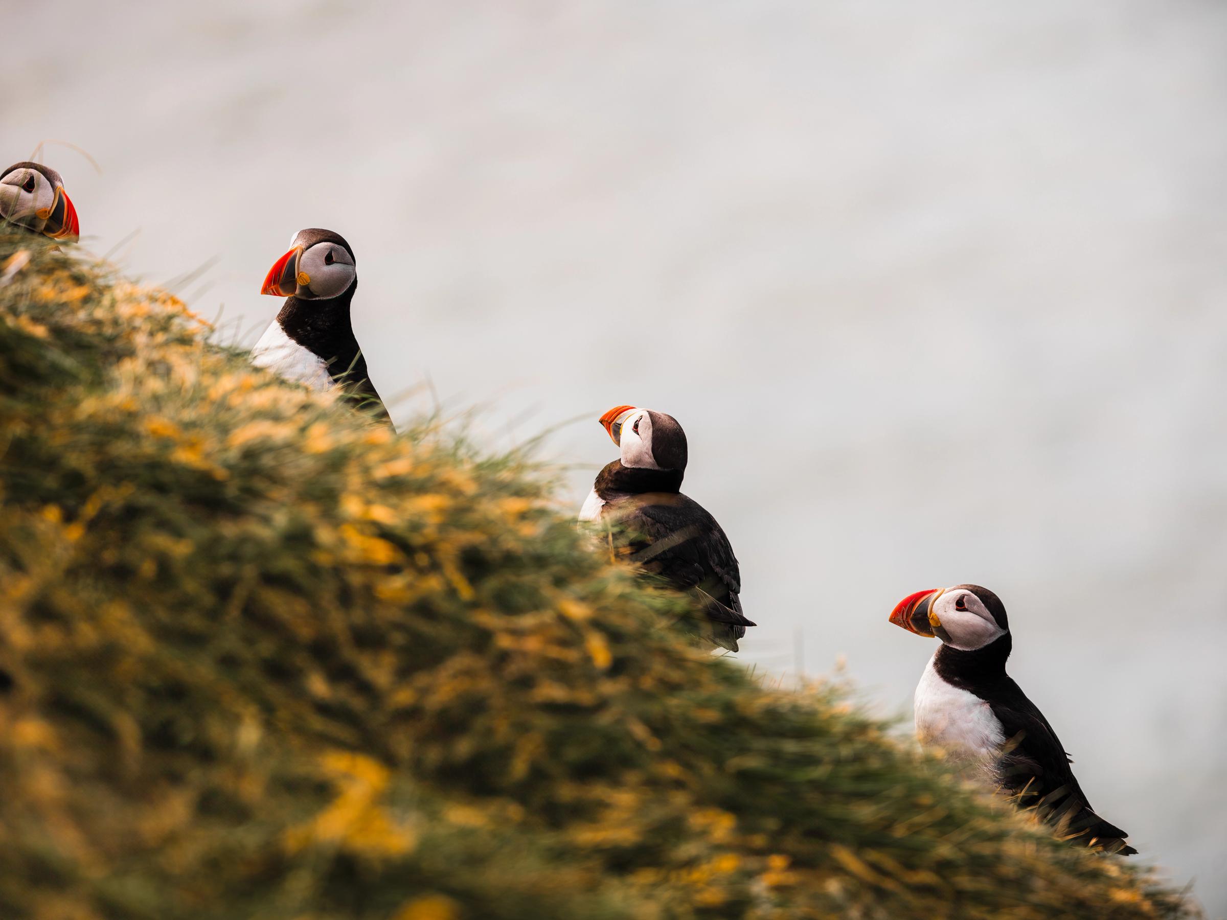 Four puffins on a grassy slope.
