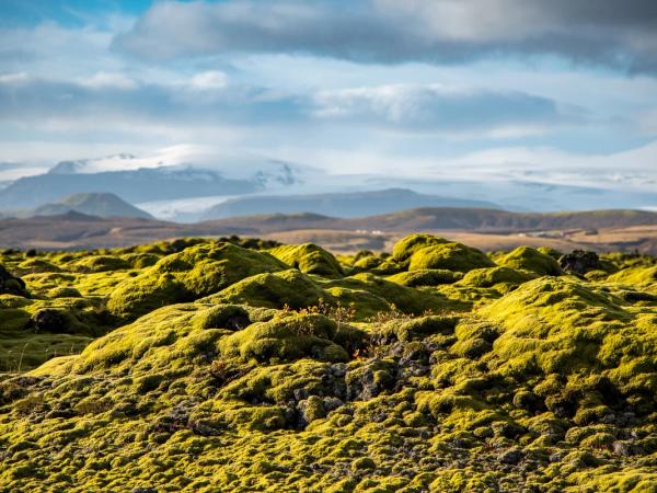 Campo de lava cubierto de musgo durante un día soleado