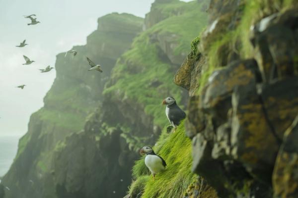 frailecillos en un acantilado verde