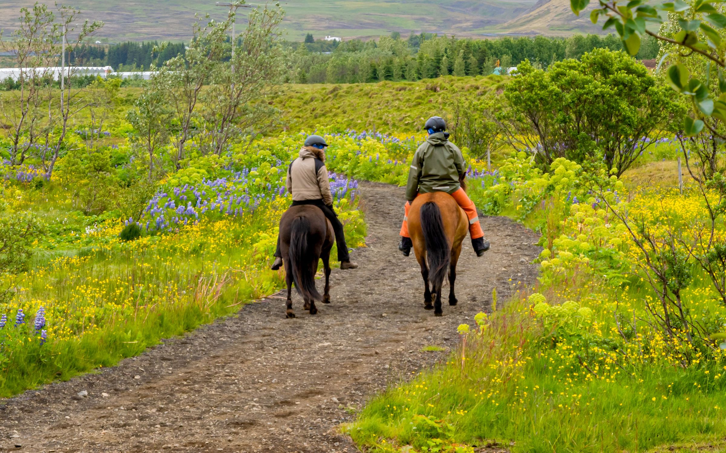 Two riders on horseback on a winding dirt path through a vibrant landscape of yellow and purple wildflowers.