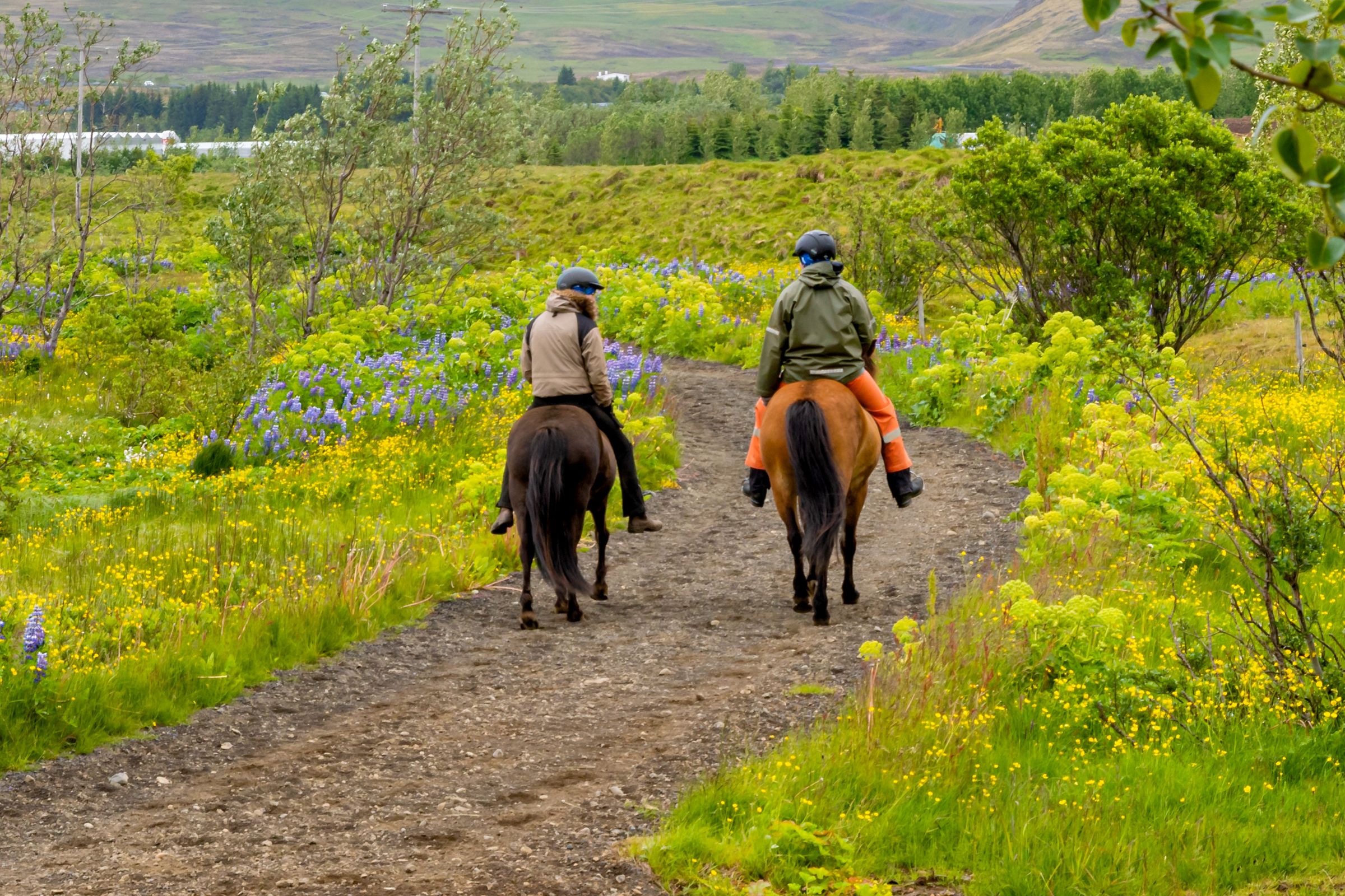 Two riders on horseback on a winding dirt path through a vibrant landscape of yellow and purple wildflowers.