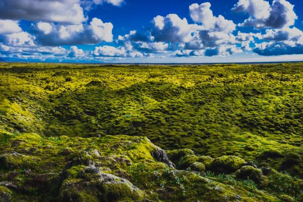 a lush green field with a blue sky and clouds in the background .