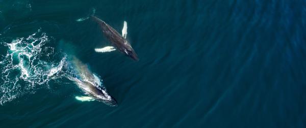 una vista aérea de dos ballenas jorobadas nadando en el océano .
