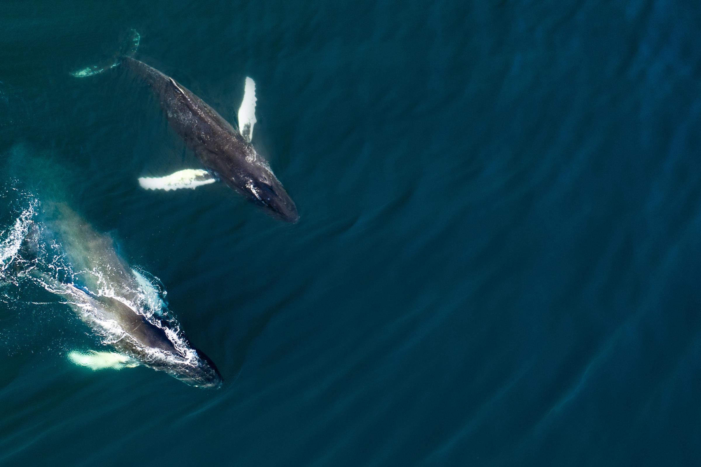 Aerial view of two whales with white fins swimming in dark blue water.