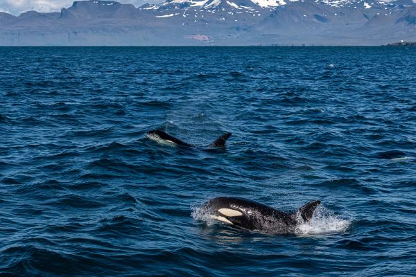 Two orcas surface in blue ocean water with snowy mountains in the distance.