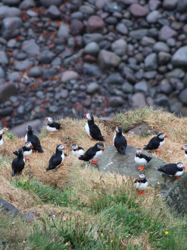 A group of puffins on a grassy, rocky slope with a dark pebble background.