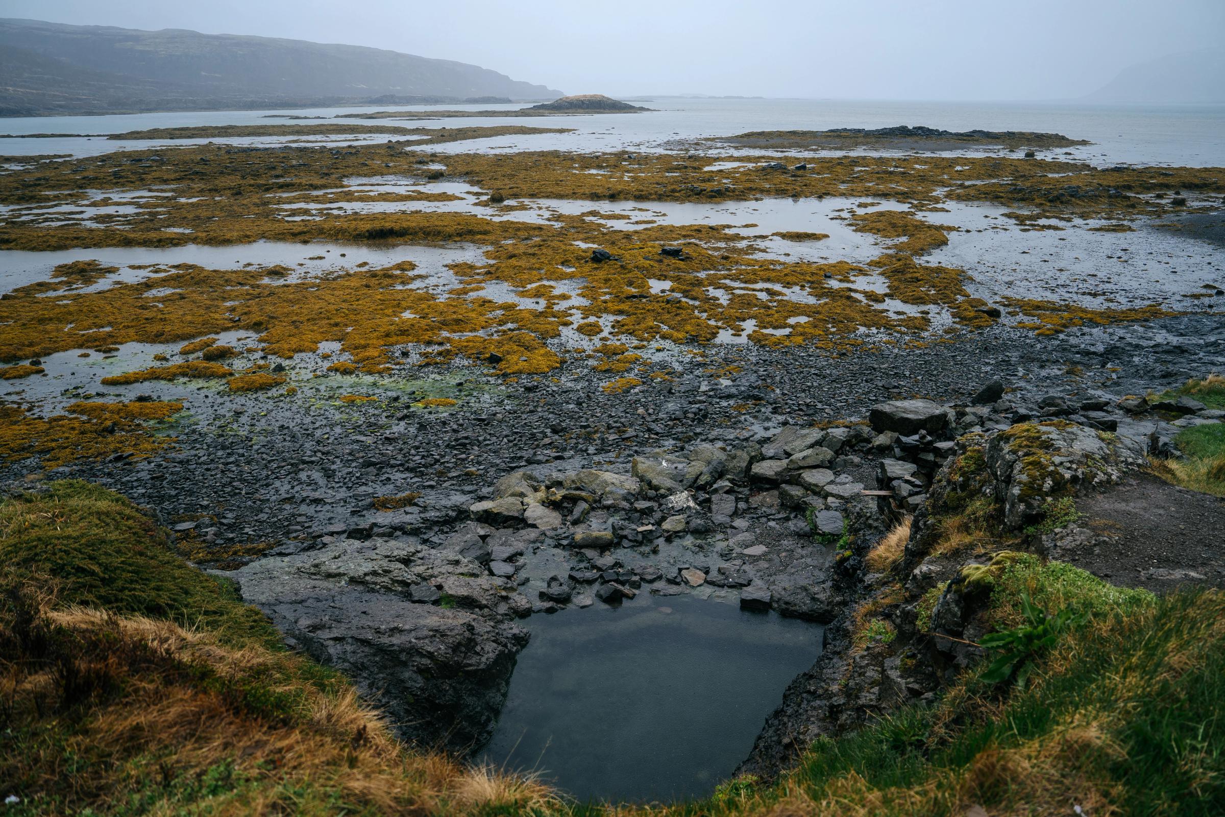A rocky coastline with a small foreground pool, shallow water filled with orange seaweed, and distant hills under a grey sky.