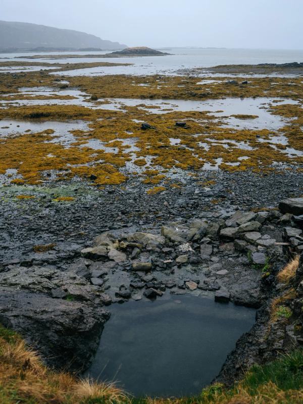 Coastal view with a dark pool, seaweed-covered rocky shore, and distant hills under a grey sky.