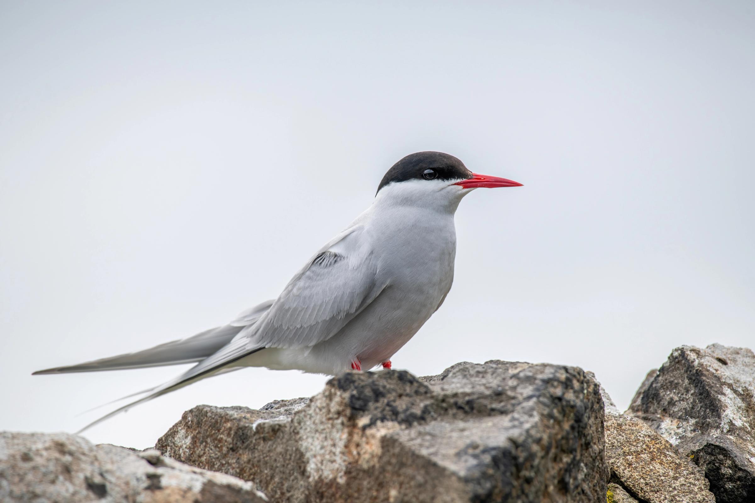 An Arctic Tern with a black cap and red beak perches on a rock.