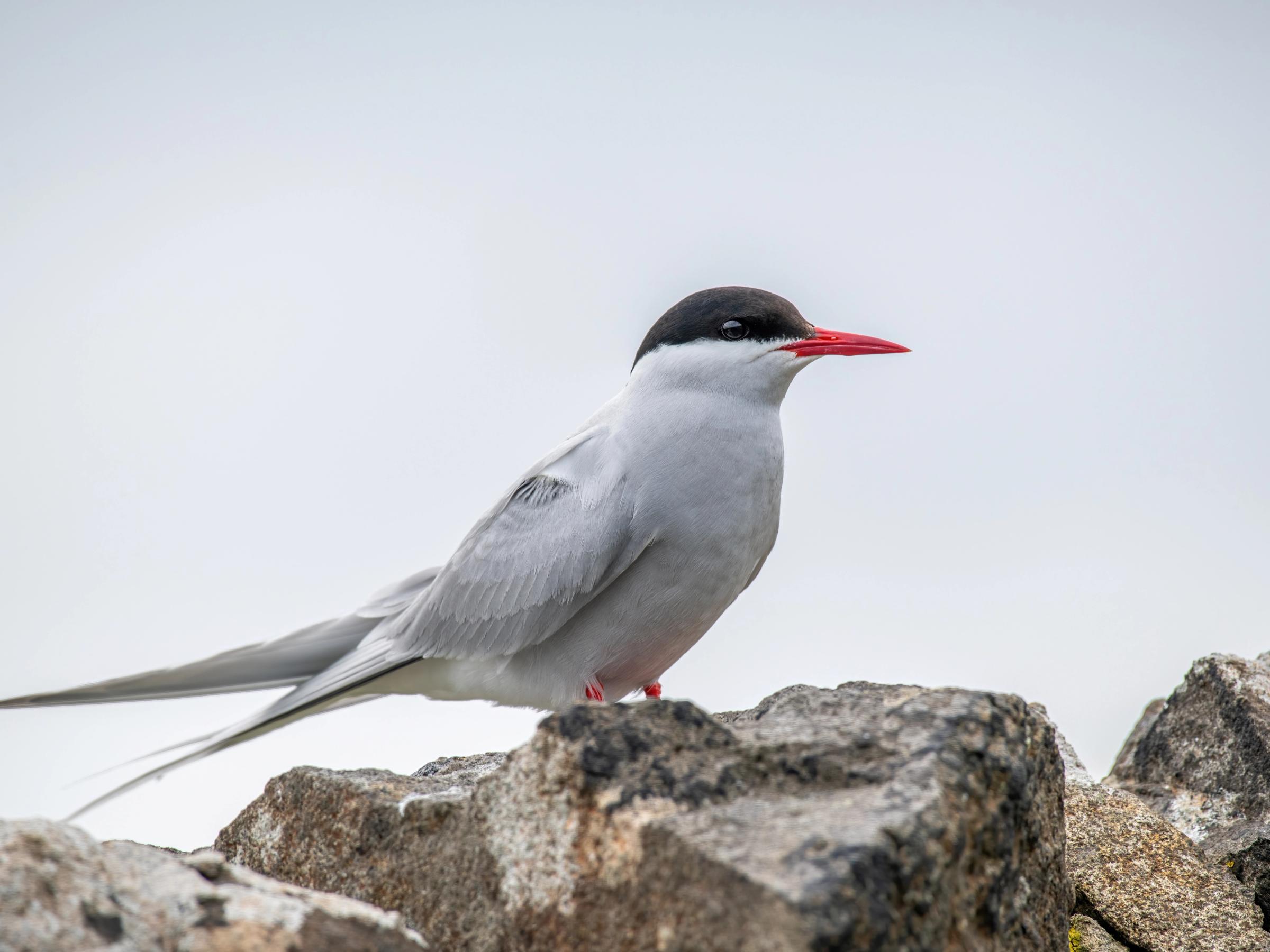 An Arctic Tern with a black cap and red beak perches on a rock.