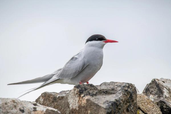 A white and black bird standing on a rock