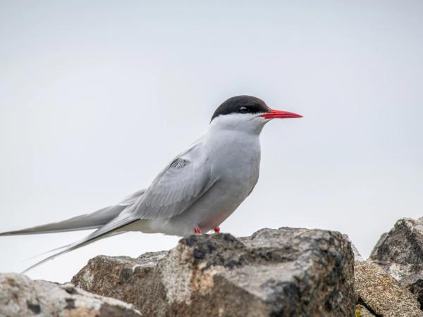An Arctic Tern with a black cap and red beak perches on rocks.