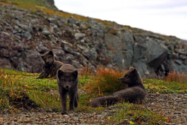three arctic fox cubs are standing and laying in the grass .